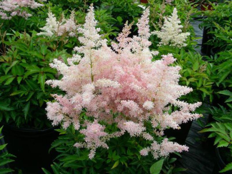 Sådan overdoseres astilbe