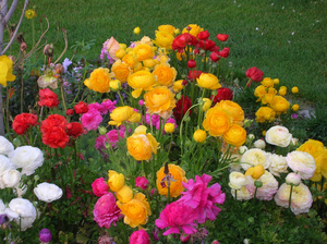 Decoració de llits de flors de ranúncul