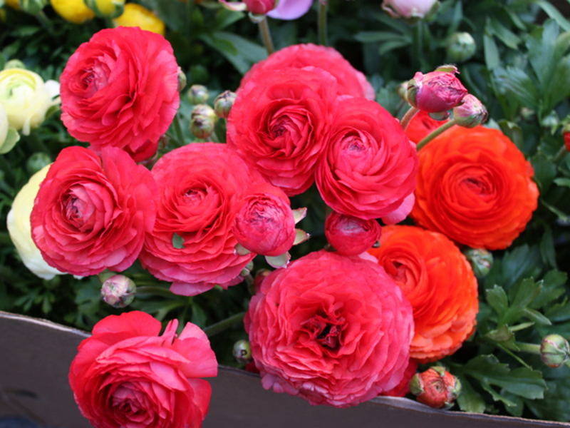 Variedades de ranunculus