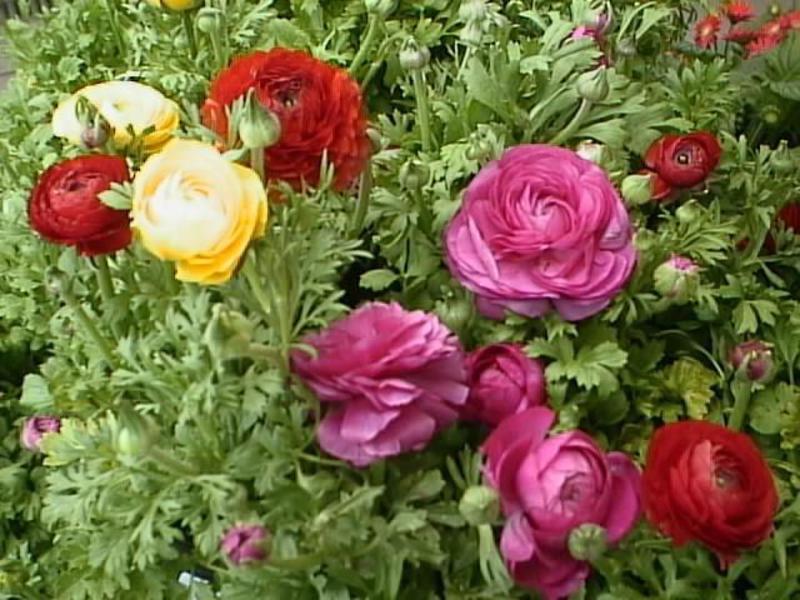 Warna ranunculus yang terang