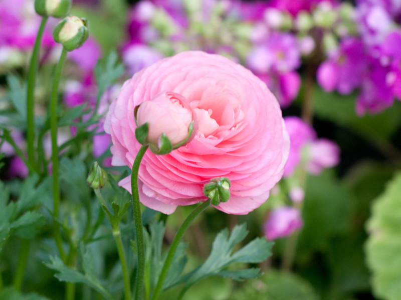 Ranunculus thuis planten