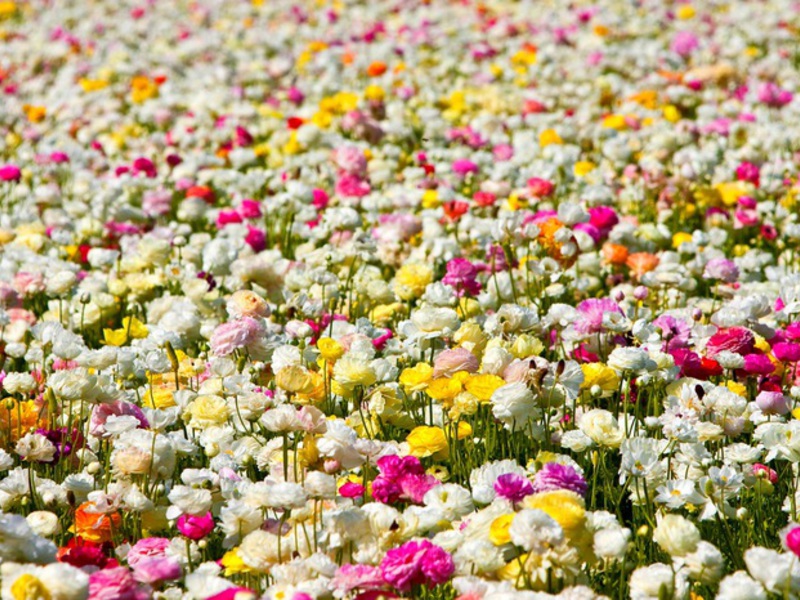 Eine Ranunkelblüte wachsen lassen