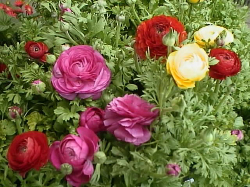 Lo que le encanta a la planta ranunculus