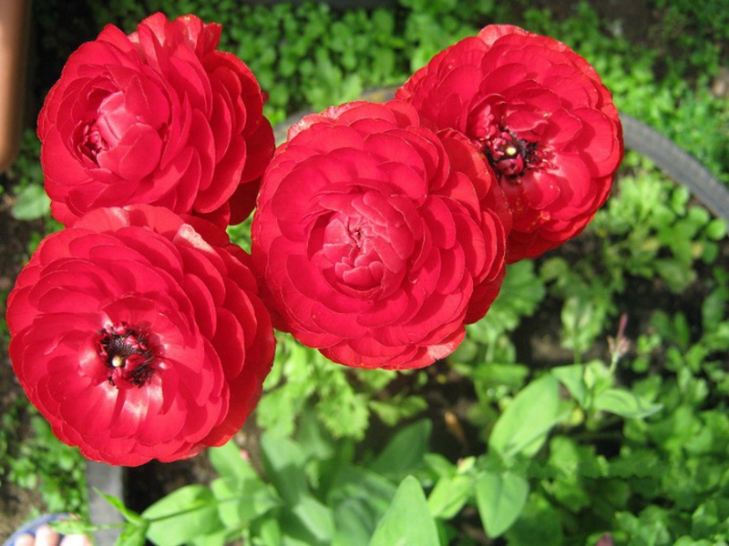 ดอกไม้ Ranunculus กำลังเบ่งบาน