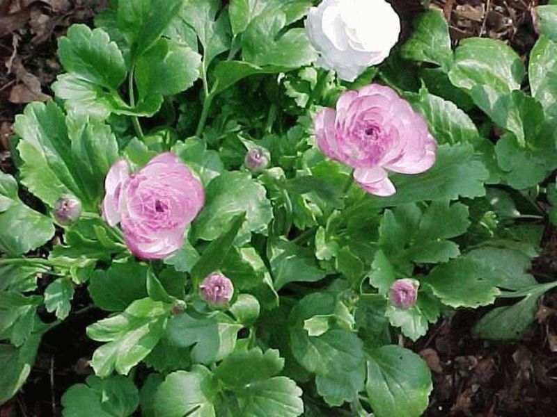 Cultivando una flor de ranúnculo