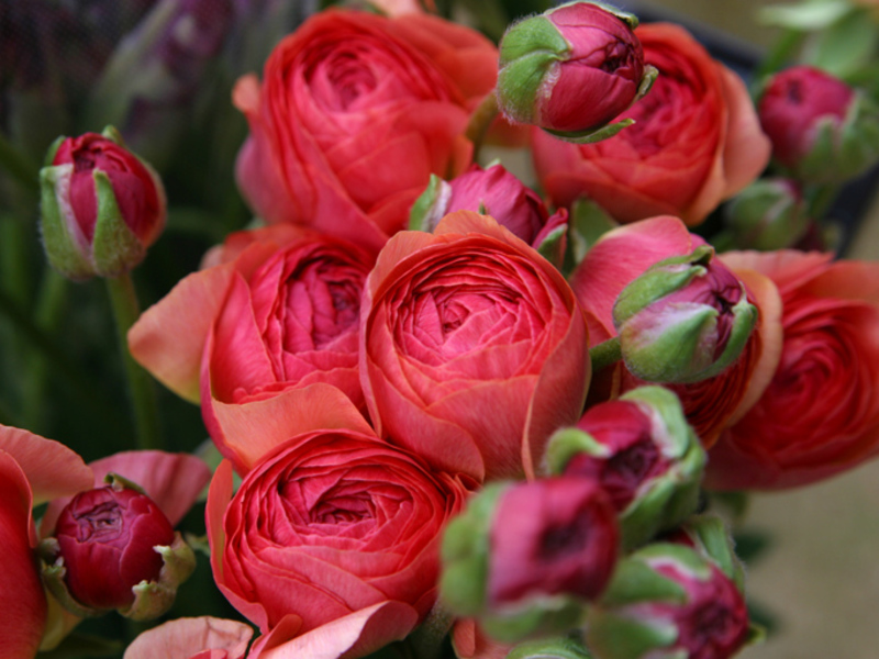 Planter du ranculius dans le jardin