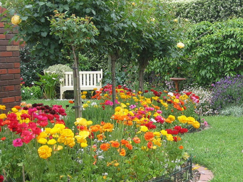 Come piantare correttamente un fiore di ranuncolo