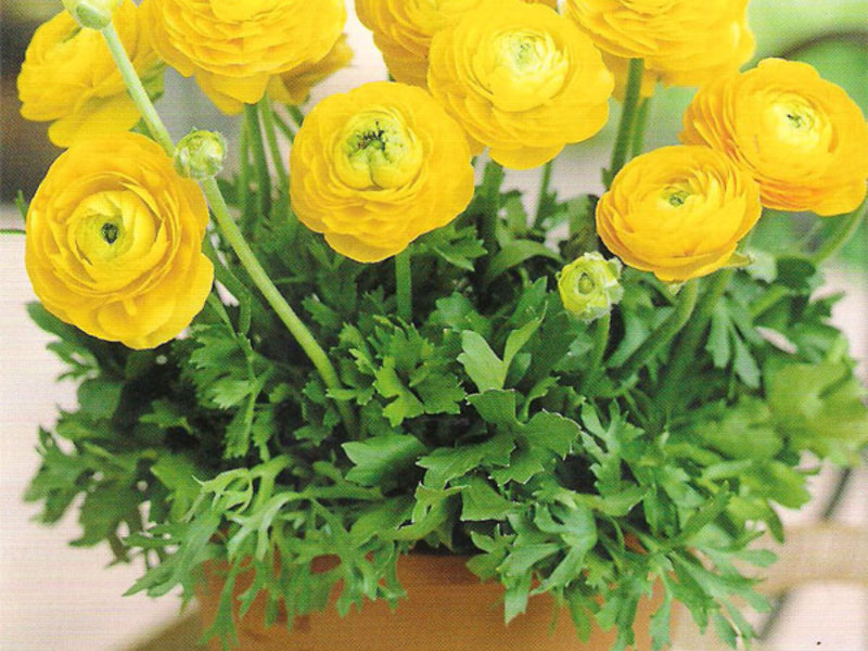 Ranunculus home: atterraggio