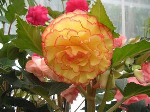 Types of begonias