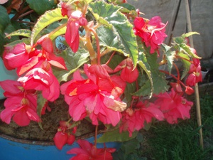 Features of growing begonias