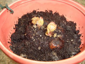 Begonia transplant