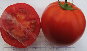 Tudo sobre tomates Olya F1