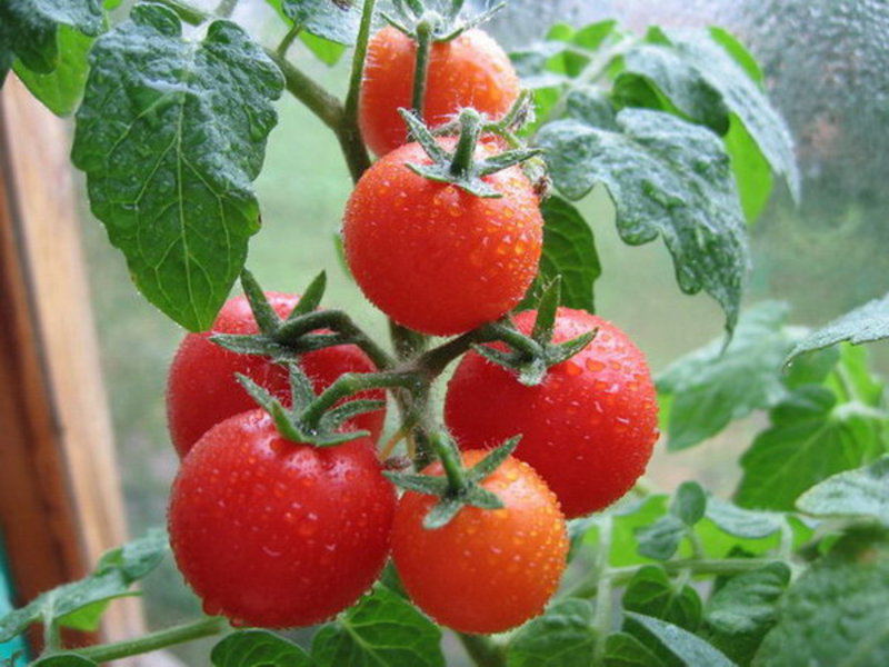 Como cuidar de mudas de tomate