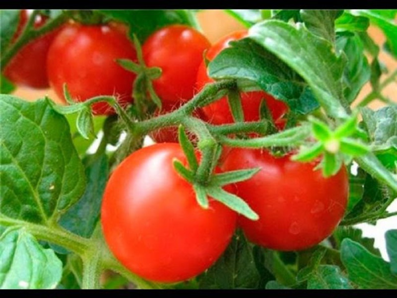 Tomate cultivée à la maison