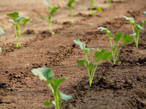 Métodos de cultivo de repolho