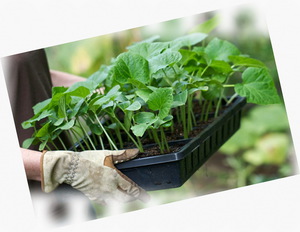 Hur man förbereder jorden för kålplantor