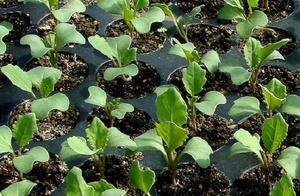 Kohl mit eigenen Händen anbauen