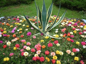 Cómo cultivar un partulak en una parcela.