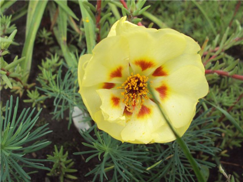 Beldroegas de flores grandes na composição.