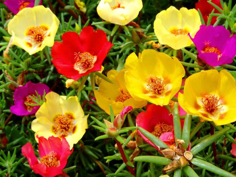 Purslane és molt bo com a planta de coberta del sòl per a jardins de roca