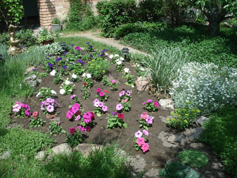 Composició de planoló de flors grans