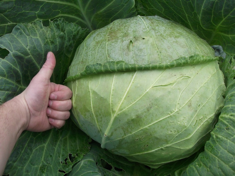 Features of Dutch white cabbage varieties