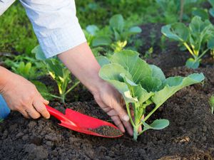 Beschreibung der Pflanz- und Pflegemethoden für Weißkohl