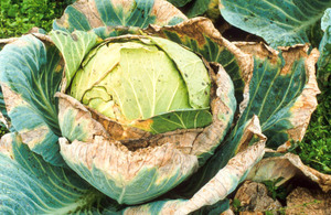 Maladies possibles du chou blanc et méthodes de traitement