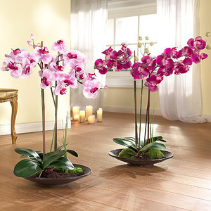 Description de l'orchidée Phalaenopsis