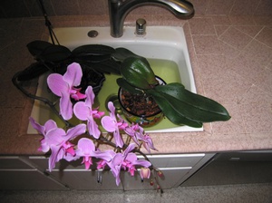 Sulama Phalaenopsis orkidelerinin özellikleri