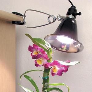 Apgaismošanas padomi Phalaenopsis