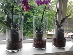 Phalaenopsis-orkidean hoidon ominaisuudet elinsiirron jälkeen