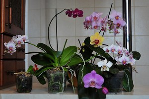 Penerangan mengenai ciri-ciri pembungaan Phalaenopsis dan perawatannya