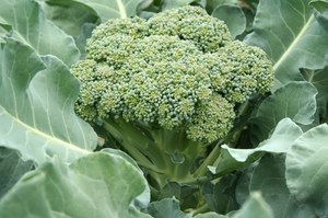 Sådan plejer du broccoli-kimplanter