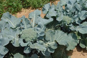 Seedlings of broccoli cabbage