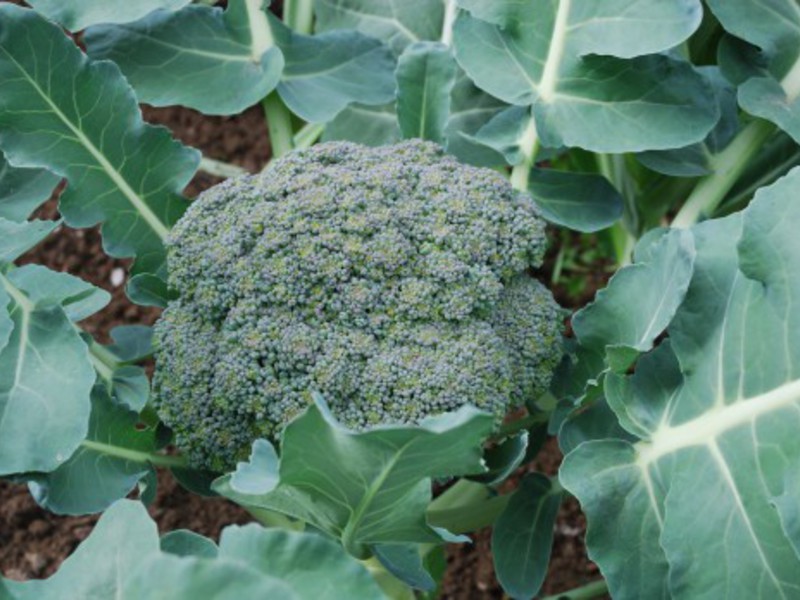 Sorter og hybrider af broccoli-kål