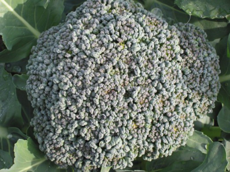 Cultivarea broccoli cu propriile mâini