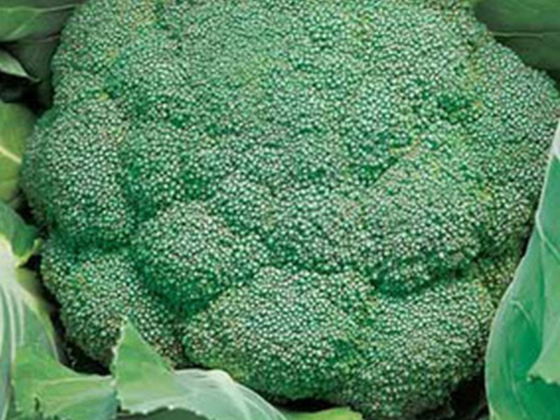 Hvad er specielt ved broccoli-kål