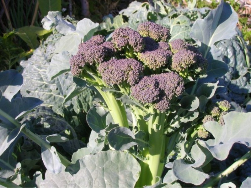 Hoe broccoli op de juiste manier te planten