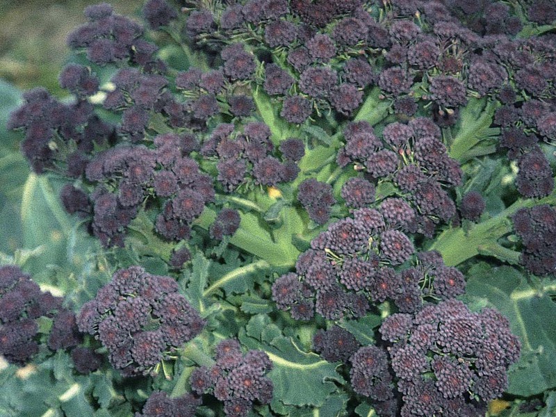 Broccoli cabbage seeds