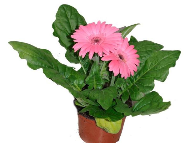 Innendørs gerbera