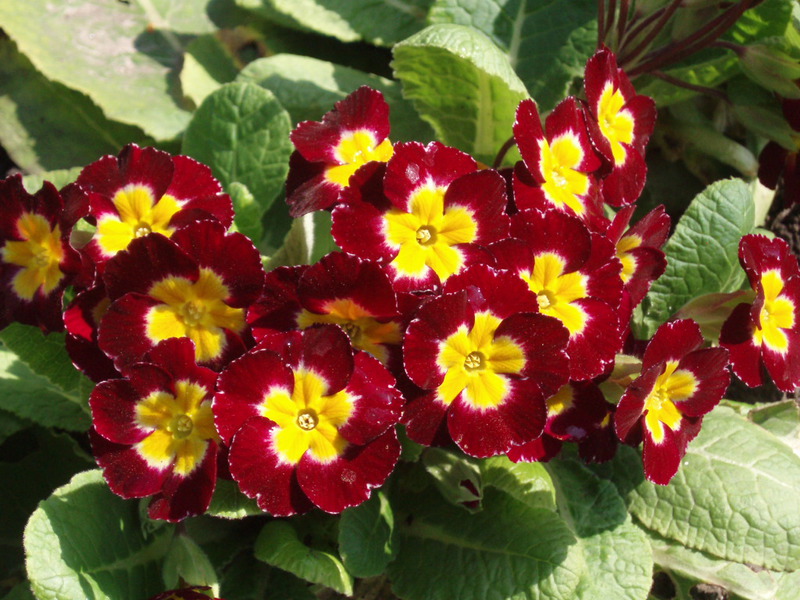 Primula da interno