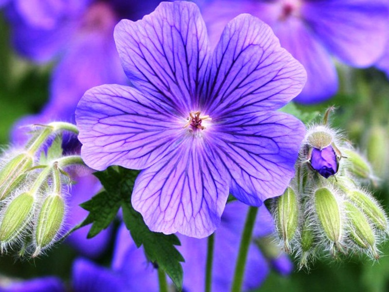 Geranium interieurdecoratie