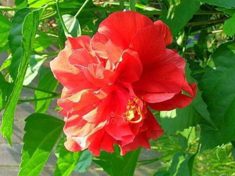 Chinesische Rose