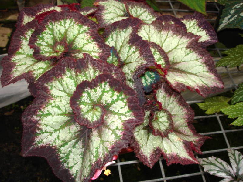 Begonia interioară