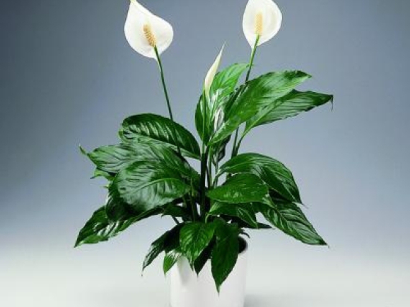 Spathiphyllum trong nhà