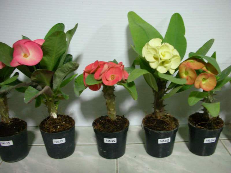 Kaunis kukka euphorbia mailia