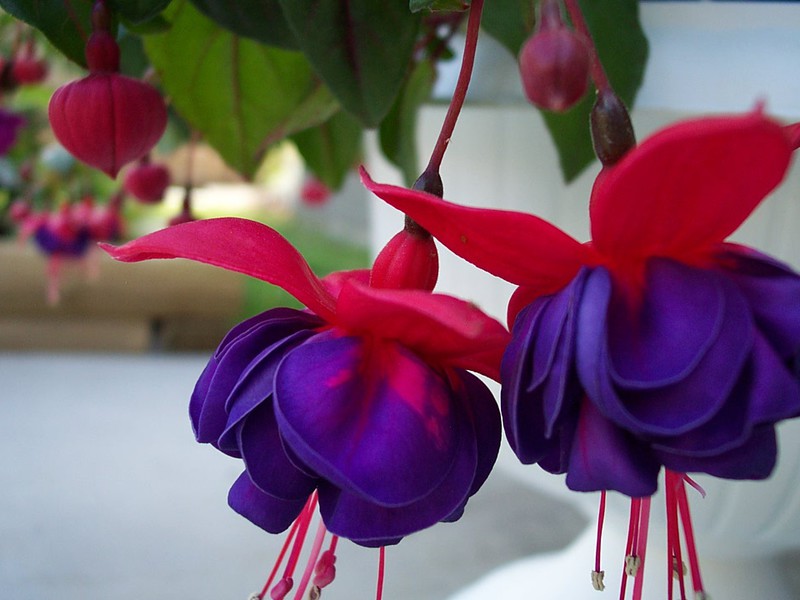 Fuchsia în interior