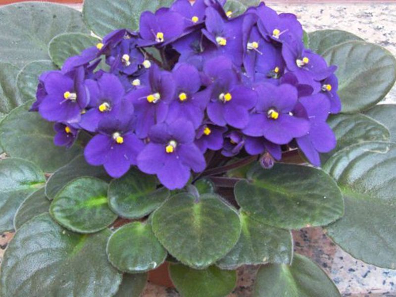 Thuis violet