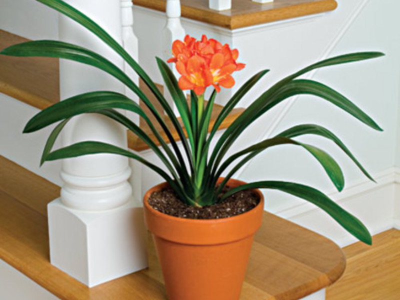 Bellissimo fiore di clivia